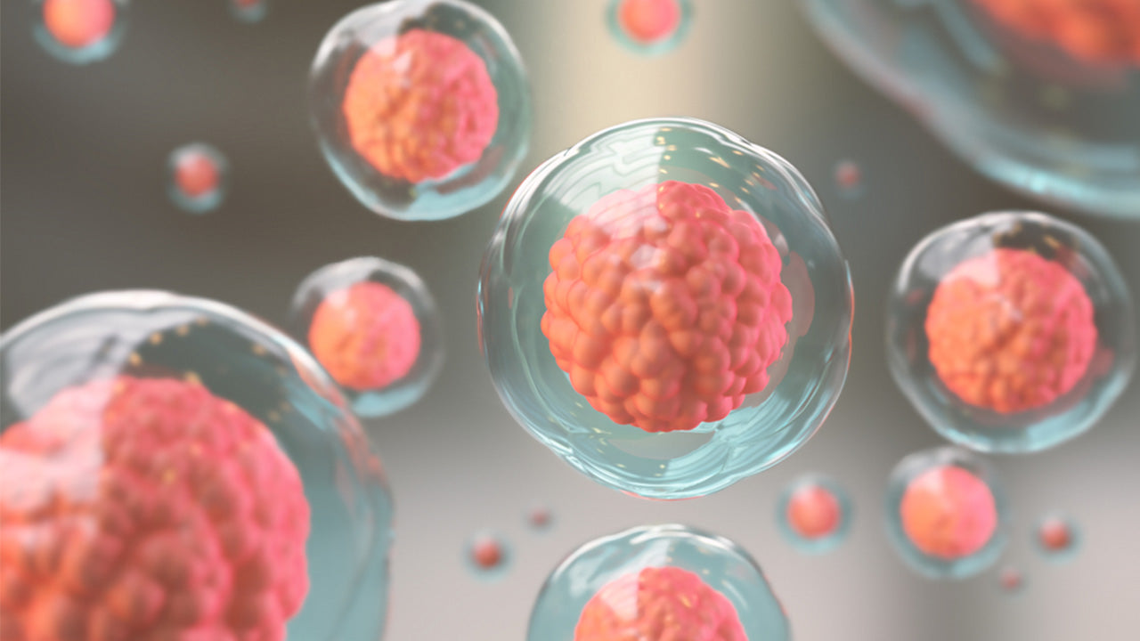 Cellular Regeneration: The Minute Mechanics of Healing and Longevity – The  Amino Company