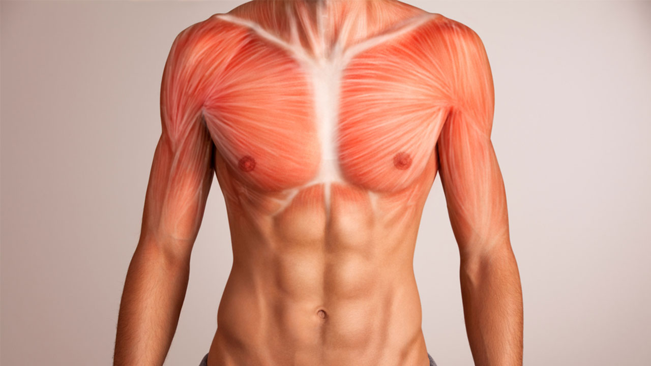 Can you pull a breast muscle?