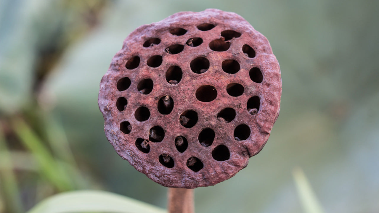 Is Trypophobia Really a Fear of Holes or Something Else Entirely?